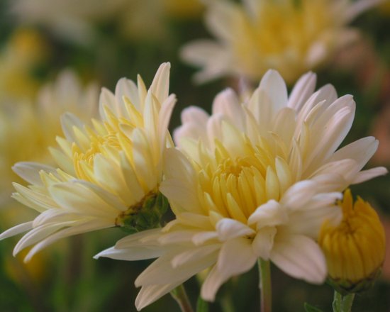 菊花