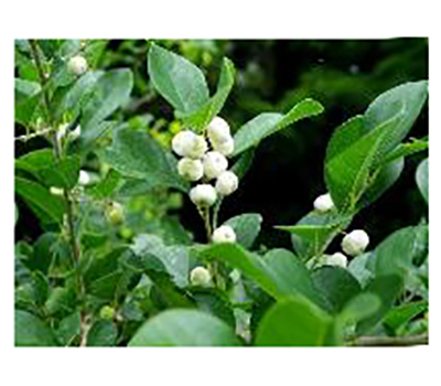 白飯樹(shù)原生態(tài)