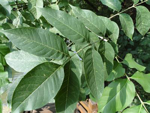 白蠟樹(shù)葉