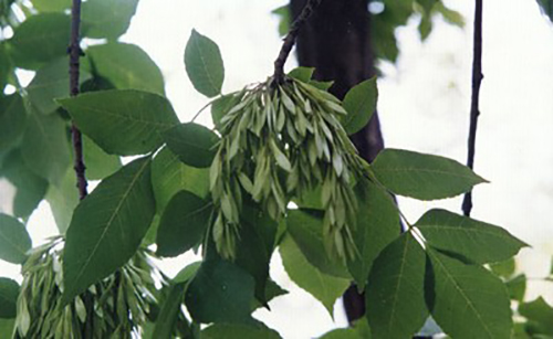 白蠟樹(shù)原植物