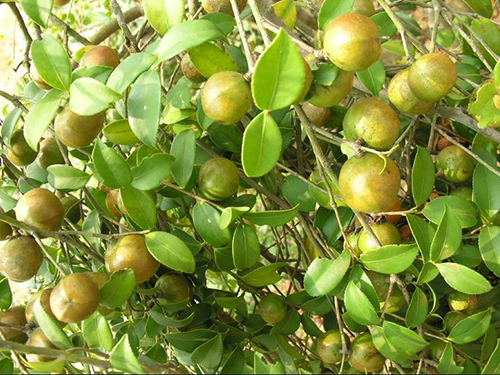油茶樹(shù)原形態(tài)